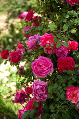 Obraz na płótnie Canvas Beautiful Rose flowers in roses garden.