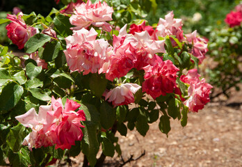 Beautiful Rose flowers in roses  garden.