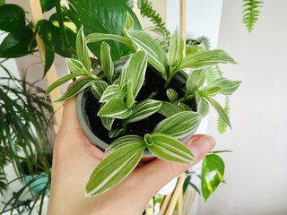 Sprays of variegated Tradescantia Albiflora in the pot. Female hand with tradescantia pot.