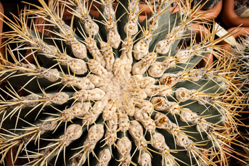 Naklejka na ściany i meble Echinocactus Gruzonii blooming with yellow flowers in a greenhouse in the Apothecary Garden