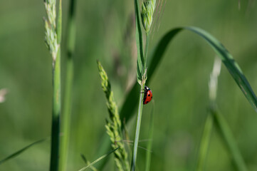 Coccinella septempunctata - Seven-spot Ladybird - Coccinelle à 7 points