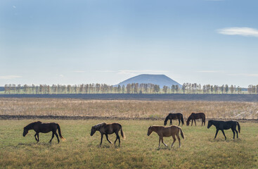 Horses in a pasture with mountains in the background.