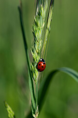 Coccinella septempunctata - Seven-spot Ladybird - Coccinelle à 7 points