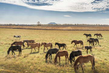 Naklejka na ściany i meble Horses in a pasture with mountains in the background.