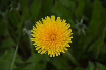 листочки. цветочки. весна.
leaves. flowers. spring.