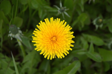 листочки. цветочки. весна.
leaves. flowers. spring.