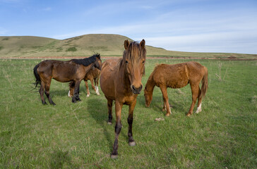 Fototapeta premium Horses in a pasture with mountains in the background.