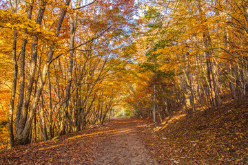 山梨県　西沢渓谷の紅葉
