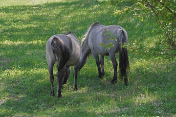 Konik wild horses in March in Saxony Anhalt