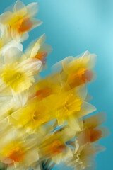 Obraz na płótnie Canvas Bouquet of daffodils on a blue background, blurry motion, abstract composition. Copy space