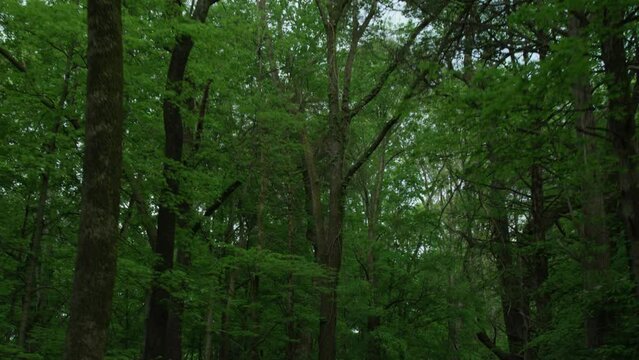 glide through trees on a narrow road