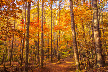 Obraz premium 山梨県 西沢渓谷の紅葉