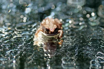 Deurstickers Closeup of a brown wood frog on the ice © Michael Overkamp/Wirestock Creators