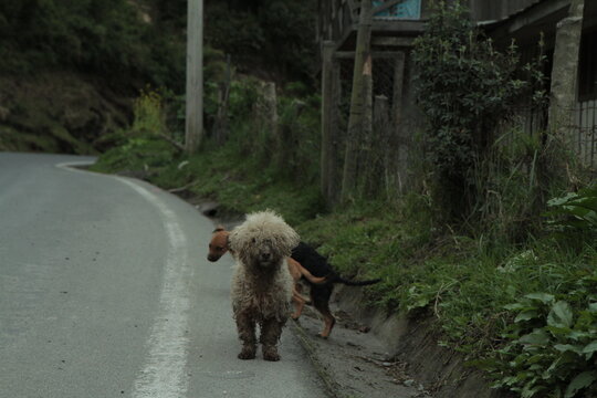 stray dog on the road