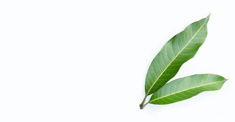 Mango leaves on white background.