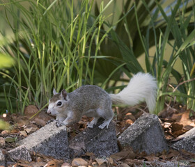 Rare white tail squirrel posing in a garden in Gainesville, Florida