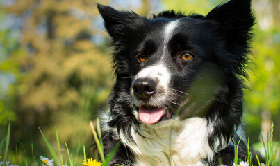 Beautiful close up on a border collie dog, happy in a flowery meadow