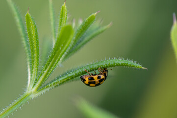 Propylea quatuordecimpunctata - 14-spotted ladybird beetle - Coccinelle à damier - Coccinelle à 14 points