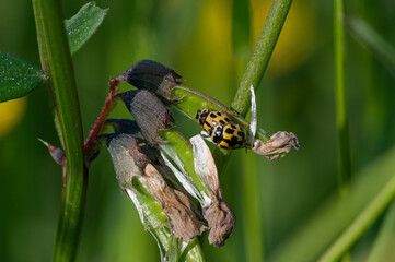 Propylea quatuordecimpunctata - 14-spotted ladybird beetle - Coccinelle à damier - Coccinelle à 14 points