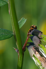 Propylea quatuordecimpunctata - 14-spotted ladybird beetle - Coccinelle à damier - Coccinelle à 14 points