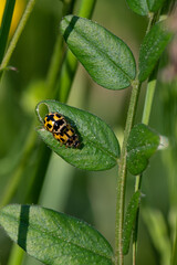 Propylea quatuordecimpunctata - 14-spotted ladybird beetle - Coccinelle à damier - Coccinelle à 14 points