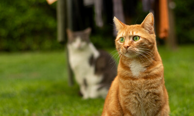 a beautiful red cat sitting in the backyard, looks straight away