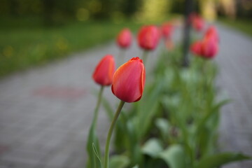 Naklejka premium Red tulips bloom in a flower bed, bright flowers bloom in spring, closed buds for a bouquet for a girl on a holiday