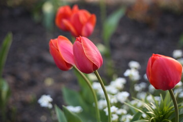 Red tulips bloom in a flower bed, bright flowers bloom in spring, closed buds for a bouquet for a girl on a holiday