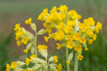 Cowslip (primula veris) flowers in bloom