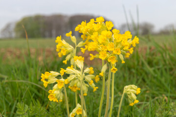 Obraz premium Cowslip (primula veris) flowers in bloom
