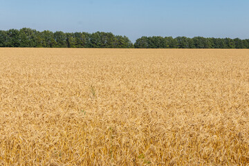 Field of ripe golden wheat