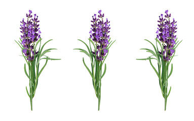 Fototapeta premium Isolated bouquets of blooming lavender on a white background