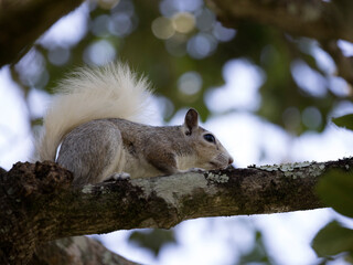 Rare white tail squirrel clinging to a branch in Gainesville, Florida
