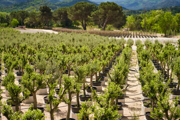 Fototapeta na wymiar plantation market of young olive trees