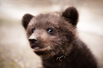 Obraz premium Portrait of a small, very cute and funny brown bear cub, who is looking at the camera.