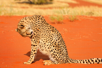 Leopard licks itself. The Kalahari Desert. Namibia.