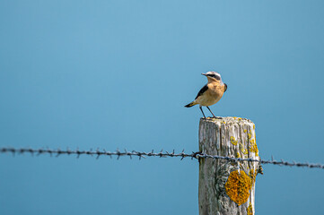 Male wheatear, oenanthe oenanthe, perched on a fence post, Freshwater, Isle of Wight, Hampshire, UK