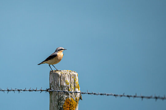 Male wheatear, oenanthe oenanthe, perched on a fence post, Freshwater, Isle of Wight, Hampshire, UK