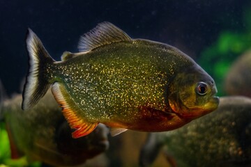 red-bellied piranha, extremely dangerous wild ornamental fish species with sharp teeths from South America blackwater rivers in nature planted aquarium, popular enduring species for beginners