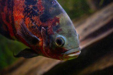 headshot of adult tiger oscar very aggressive freshwater cichlid, cute, intelligent and a great pet in nature aquarium, popular ornamental fish, popular enduring species for beginners