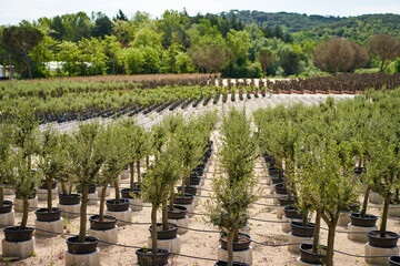 plantation market of young olive trees