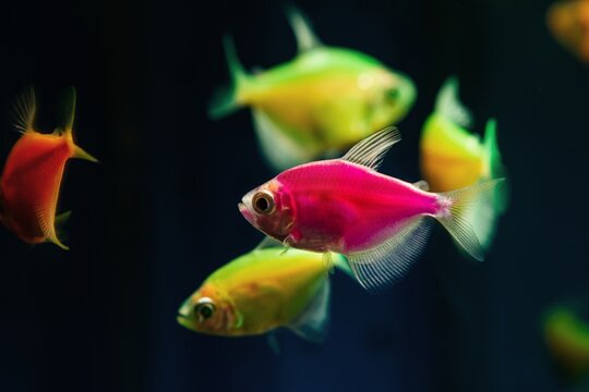 pink and lemon glowing tetra Glofish breed, colorful adults, freshwater characin fish in natural aquarium, free space dark blur background of pet shop, popular enduring species for beginners