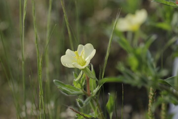 small wild flower