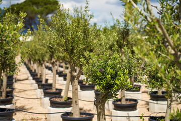 plantation market of young olive trees