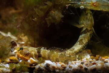 tubenose goby juvenile, dwarf saltwater species spread fins and rest on gravel bottom with brown...