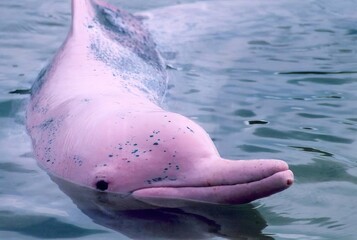 pink dolphin in the water - obrazy, fototapety, plakaty