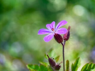purple wild flower and blurred nature background .