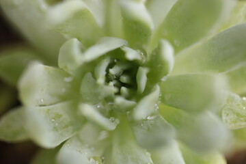 green flower