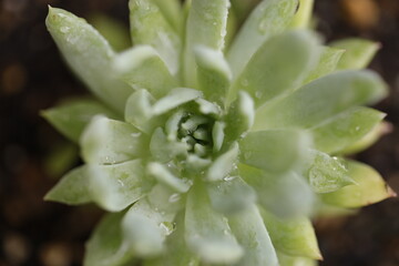 green flower