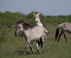 Konik wild horses in March in Saxony Anhalt